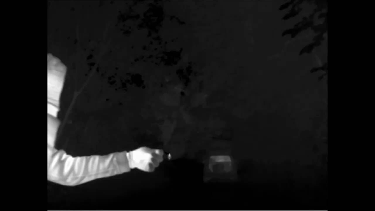 Bechstein's bat release captured using Thermal Imaging