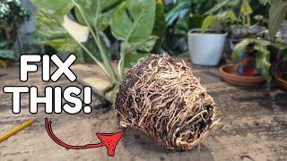 Why your houseplants aren't growing