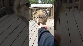 A family found an orphaned wolf pup and adopted it #shorts #animals