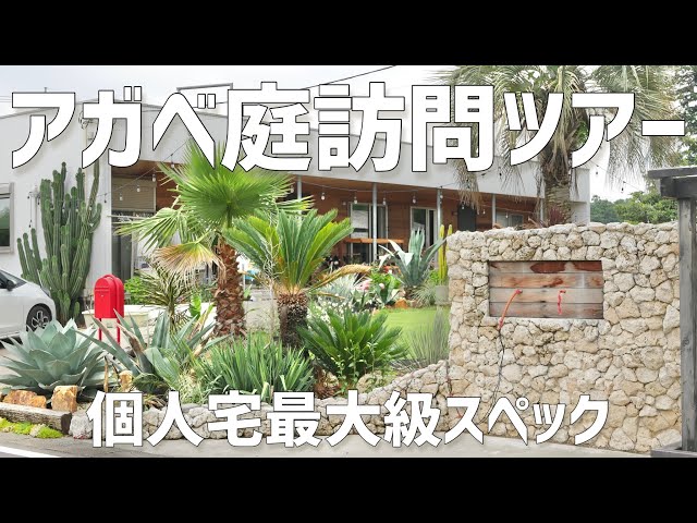 超大型 アガベ 約100cm 地植え株抜き苗発送可能 引き取り歓迎ドライガーデン sddefault.jpg