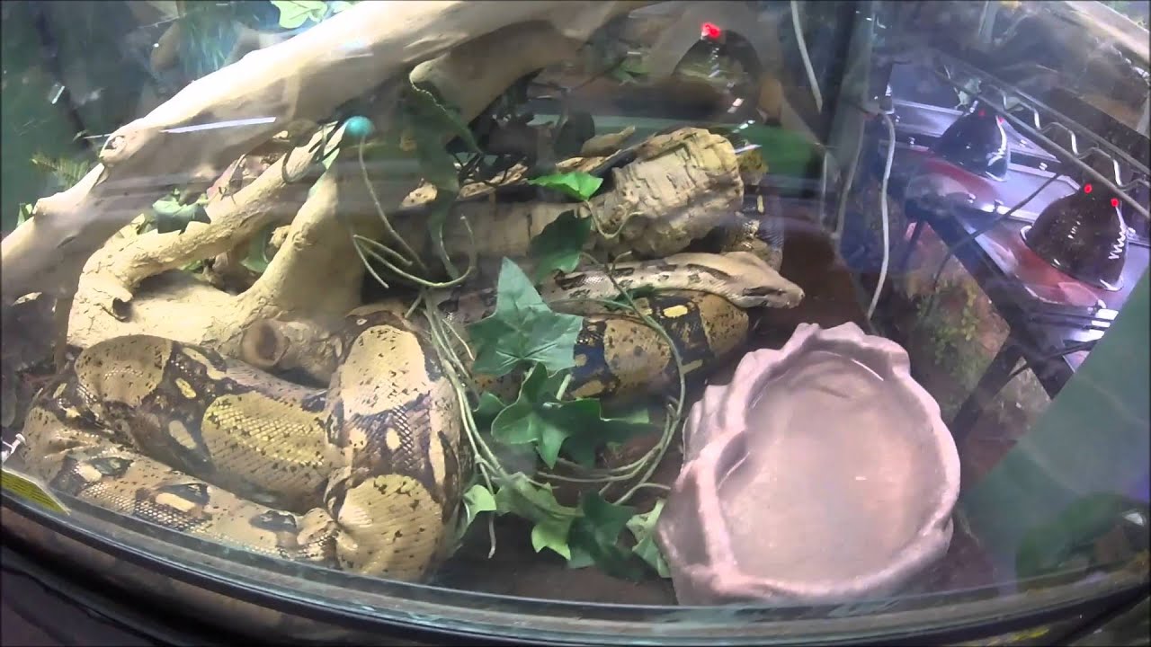 The Reptiles of Preuss Pets