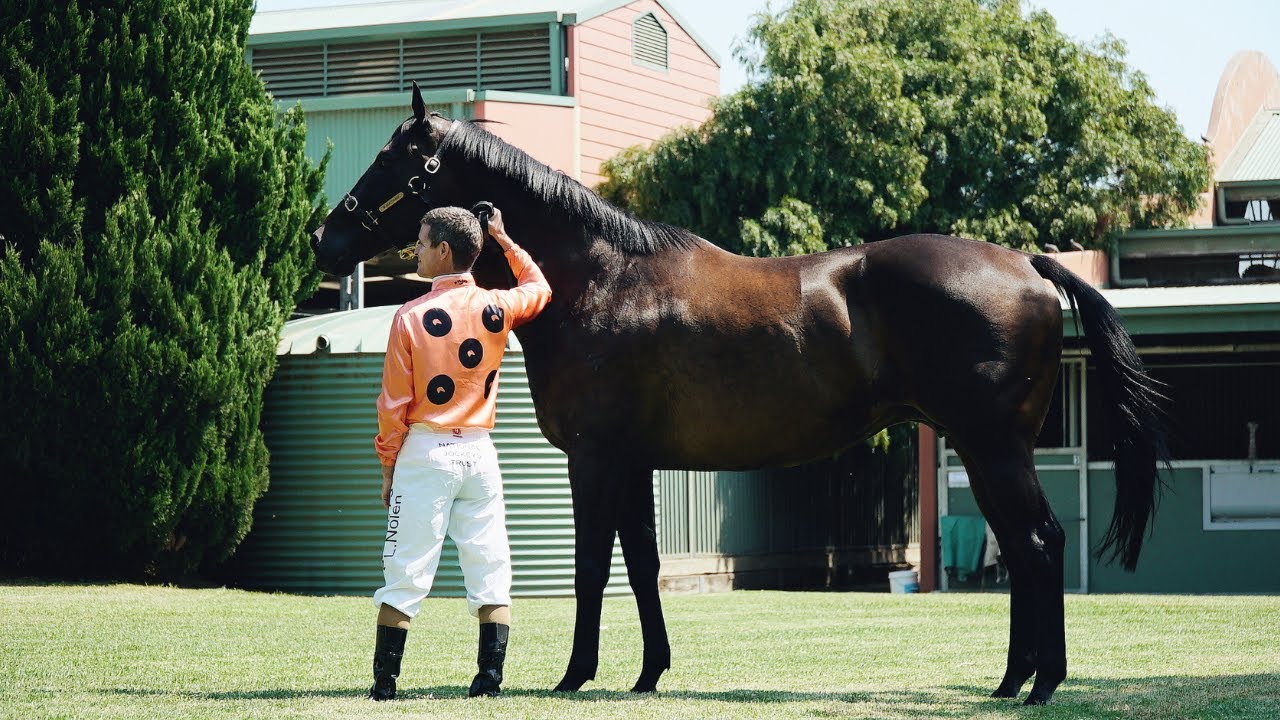 Black Caviar | Unbeaten 25