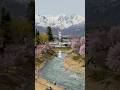 白馬村にも春が訪れました🌸 2026.4.17 #hakuba #白馬村 #大出公園