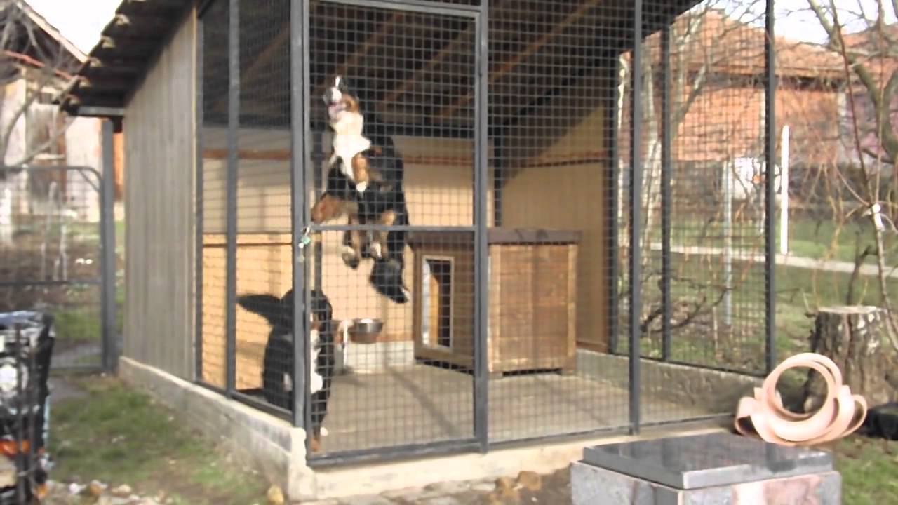 bernese mountain dog jumping