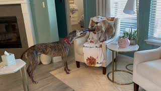 Greyhound vs. Whippet! by Ringabag 526 views 1 year ago 59 seconds