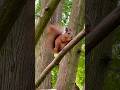 @Yarinka Cute red squirrel, isn’t it ? 🙂 #shorts #red #squirrels #білки #белки