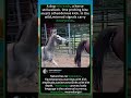 💥Baby Elephant SAVES Mom from Crocodile! (Unbelievable Rescue)#Shorts#ElephantRescue#CrocodileAttack