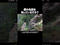 このネコチヤンの詳しい解説は元動画で↑ #生態解説 #動物 #生き物