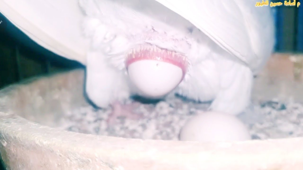 الكلفة والبيض والزغاليل في الحمام #طيور #pigeon