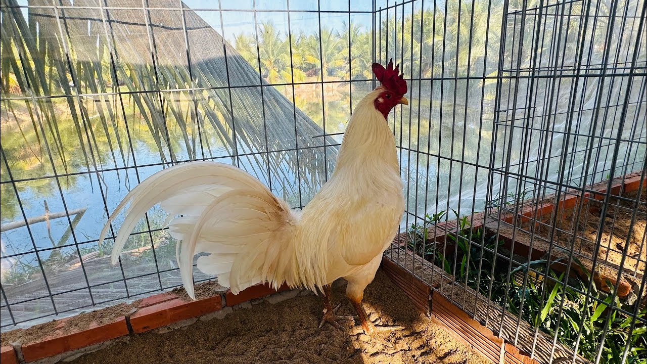 28/2 Top 4 Bé Siêu Phẩm Ae Sem Zui @877.535.503