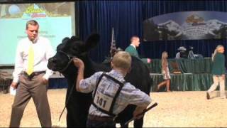 Cattle Showmanship Tips - Sure Champ