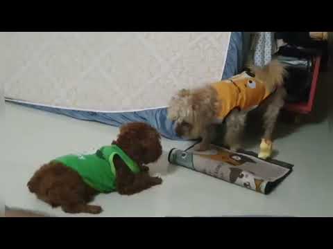 Cún 2 tháng tuổi