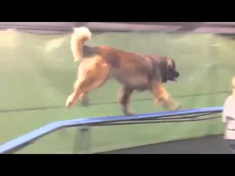 leonberger agility