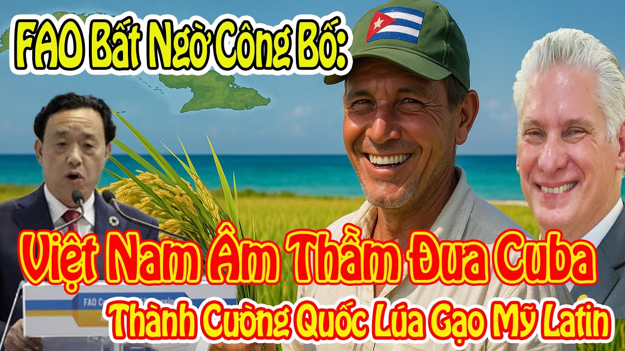 FAO Bất Ngờ Công Bố: Việt Nam Âm Thầm Đưa Cuba Thành Cường Quốc Lúa Gạo Mỹ Latin