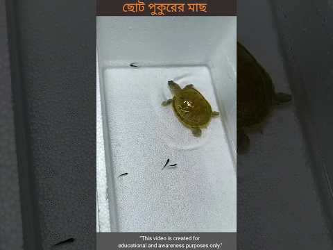 toy-woodworking art skill/wood handwood 😱👉আমার ছোট পুকুর #shorts