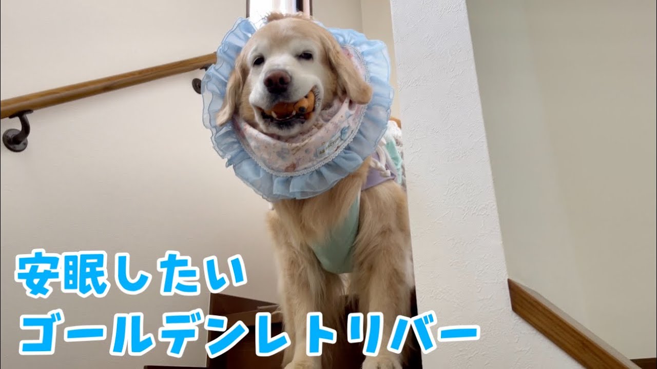 Owner disturbs golden retriever's sleep - YouTube