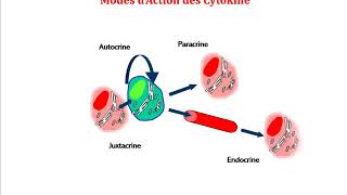 Quelle est la différence entre les cytokines et les interleukines