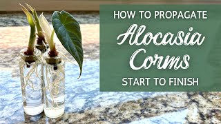 StepByStep BEST Way to Propagate Alocasia from Corms | Propagating Alocasia Bulbs (Corms)