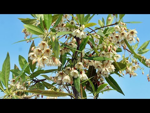 Video: Elaeocarpus Maiglöckchen-Bäume: Erfahren Sie mehr über Maiglöckchen-Baumpflege