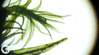 These 'Resurrection Plants' Spring Back to Life in Seconds | Deep Look