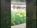 Nature Beauties At texas #foryou #fyp #exploreusa #wanderlust #travel#ytshorts #flowers #nature I