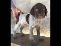 Get Ready For Some Serious Cuteness! New Gsp Puppies Are Due On December 7th.