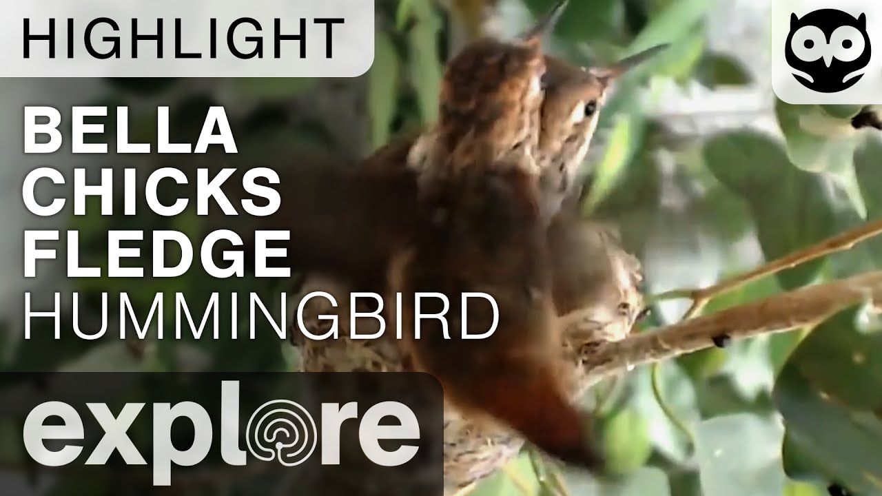 Bella Babies Fledge - Bella Hummingbird - Live Cam Highlight - YouTube