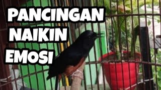 Burung MURAI BATU GACOR NEMBAK santai mancing emosi lawan