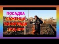 Посадка саженца винограда под бур