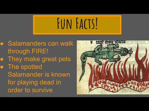 Antoni Gaudi: Mosaic Salamander Art Lesson