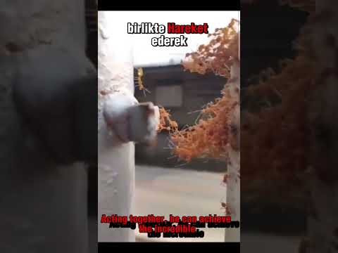 Karınca ve Arı