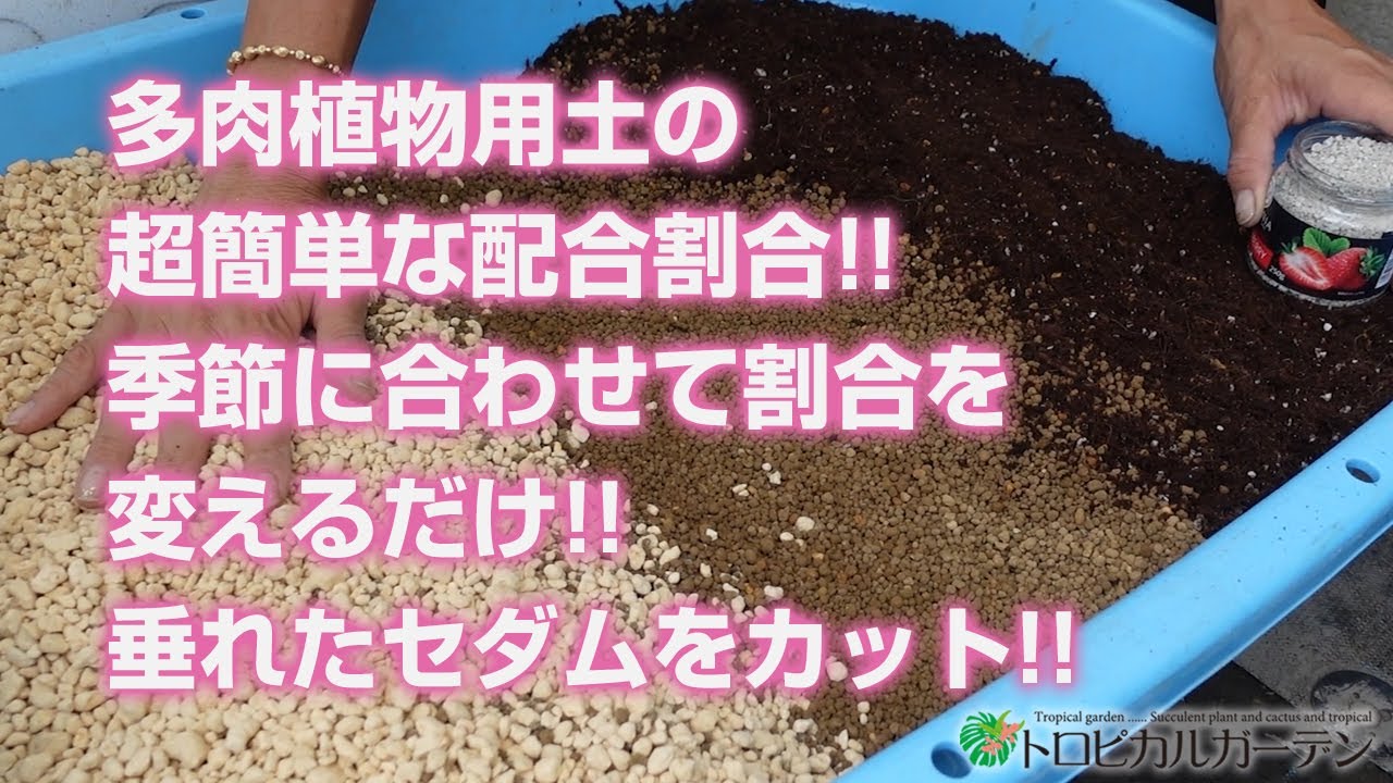 多肉植物 多肉植物用土の超簡単な配合割合 季節に合わせて割合を変えるだけ 垂れたセダムをカット Succulent トロピカルガーデン Youtube