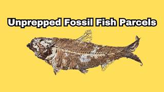 Unprepped Fossil Fish Parcels/Boxes