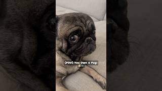 Pov You Own A Pug