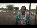 Mazizi Ya Kisasa Dhidi Ya Wanyama Pori Katika Jamii Ya Wafugaji Tanzania Mazizi Ya Kisasa Dhidi Ya Wanyama Pori Katika Jamii Ya Wafugaji Tanzania