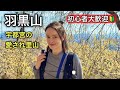 【羽黒山】宇都宮にこんな山あったの！？ロウバイの香りに癒される山歩き