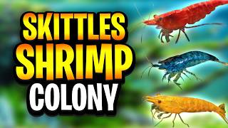 Skittles Shrimp Colonies Results: What Happens When You Mix Neocaridina Colours?