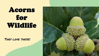 Acorns for Wildlife