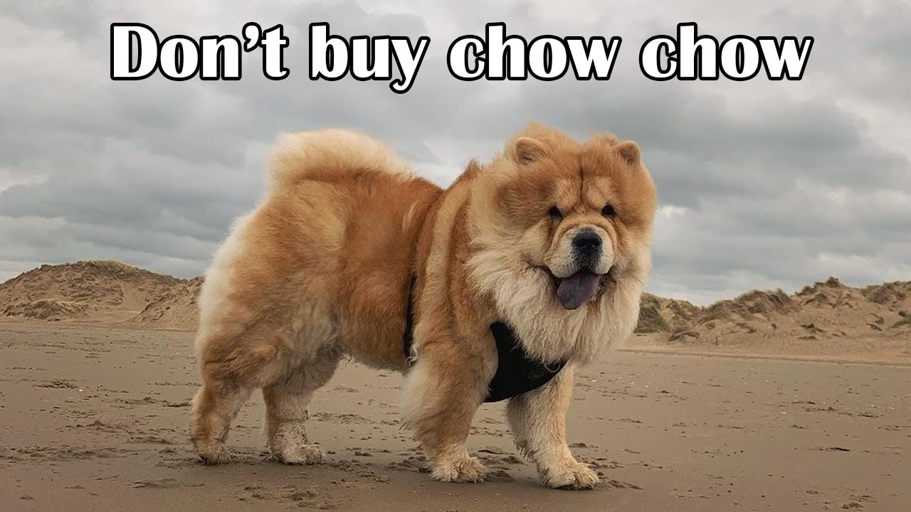 chow dog meme