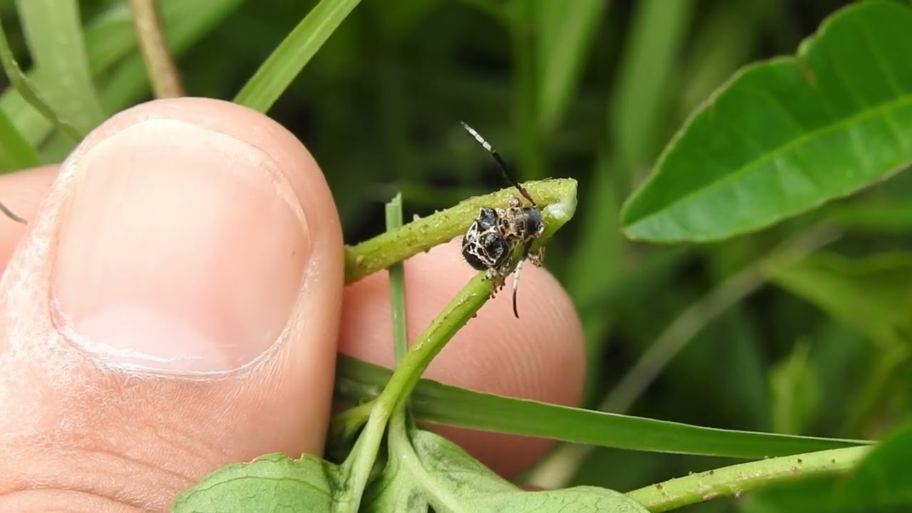 Tessarecphora arachnoides