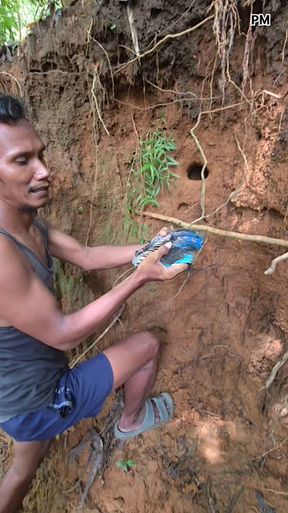 Ngambil burung tengkek dalam tanah #shortvideo