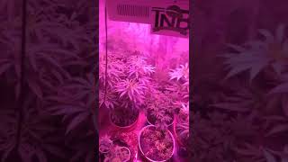 CustomGrow 710 T.N.B. Naturals 💪💪💪💪👀👀👀💯 (21& up please)