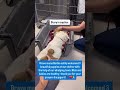 A New Beginning for Barbie and Her Puppies 🐾Meet Barbie — a brave #usa #canada #london #fyp #uk