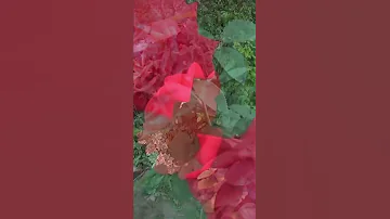 Что значит чайная роза? 🌹