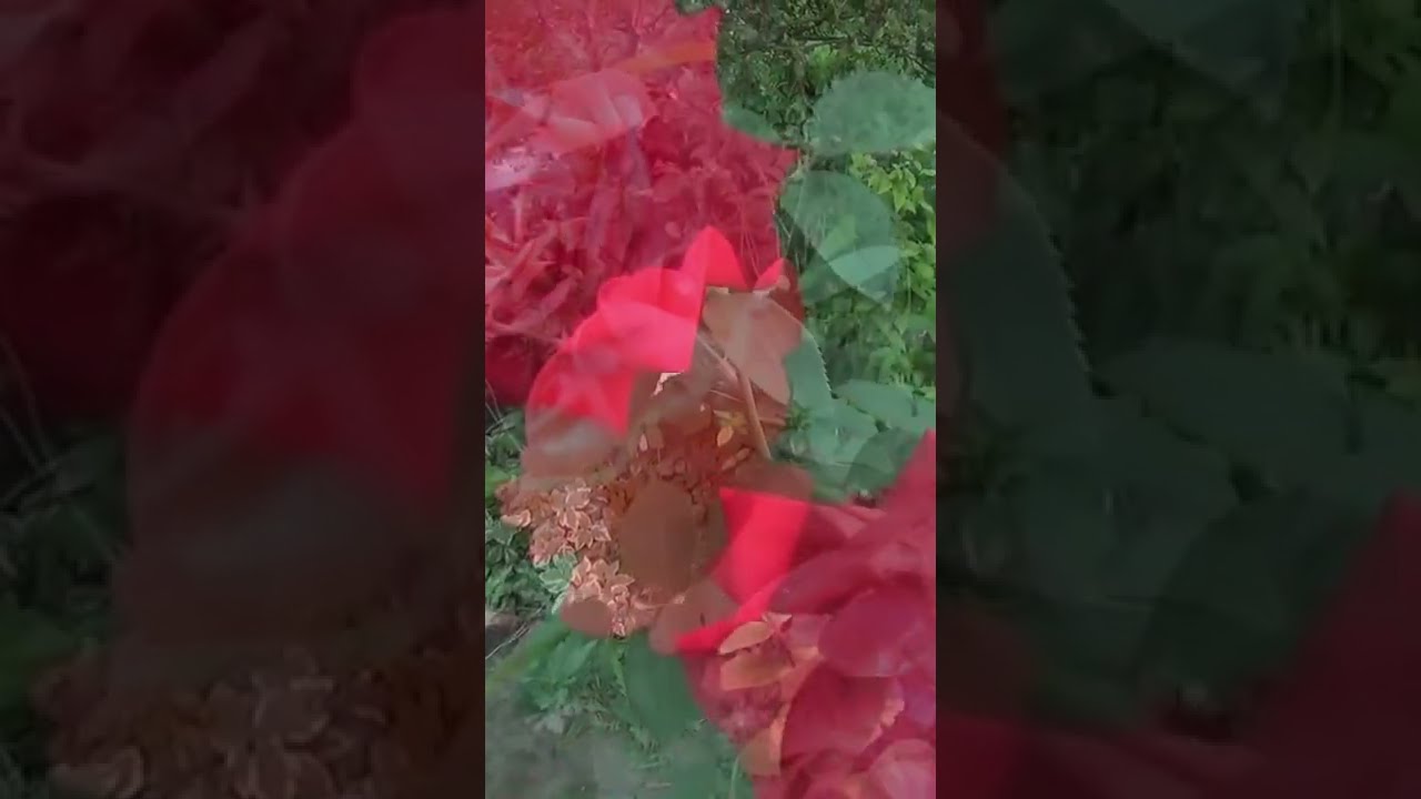 Что символизирует одна роза? Что символизирует одна роза?