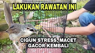 cara merawat burung cigun macet bunyi dan stress,agar gacor kembali