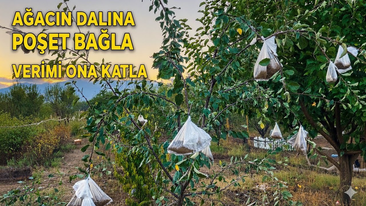 Ağacın dalına poşet bağla verimi ona katla