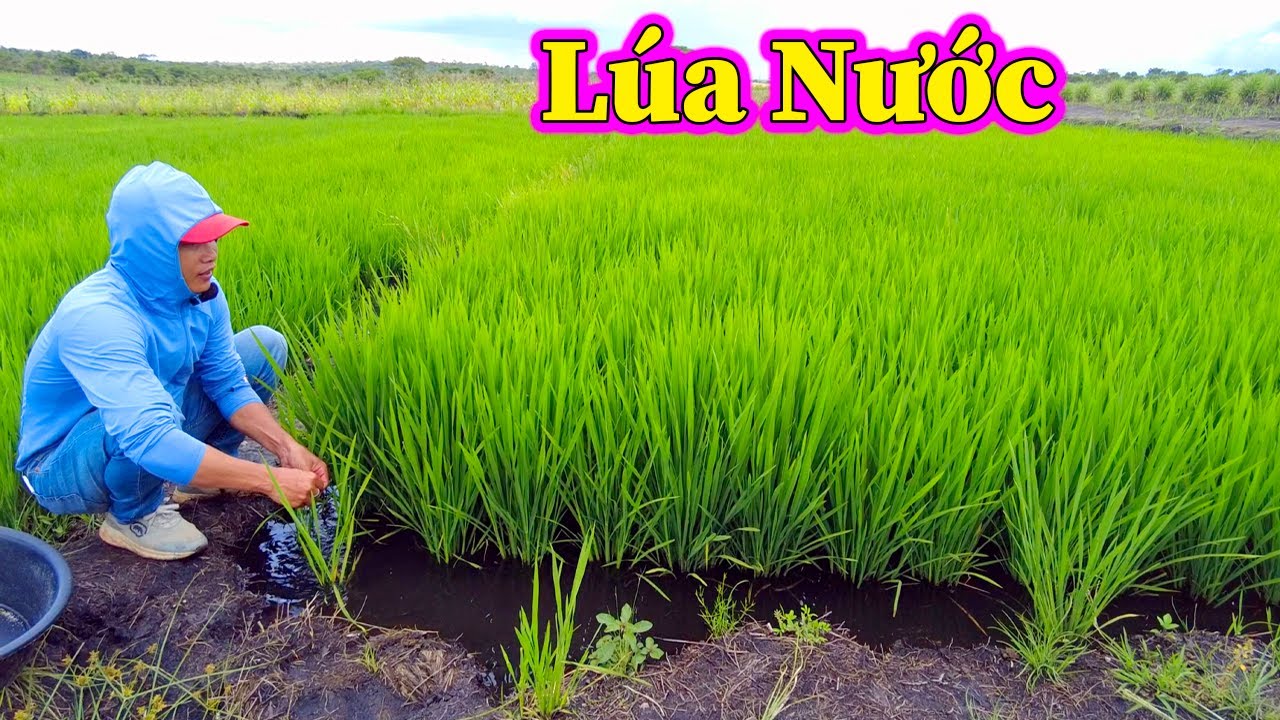 Hùng KaKa ll Cây Lúa Nước Đang Ngày Càng Phát Triển Tốt Tại Nông Trại ...