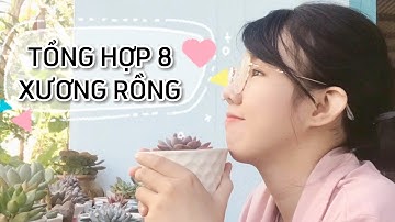 Tổng hợp 8 loại xương rồng dễ trồng vào mùa mưa | Yêu Sen Đá