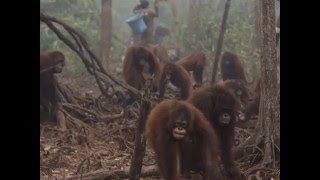 damaged tropical rainforests in Kalimantan , Indonesia, caused by forest fires of paper industry